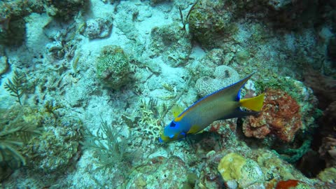 Queen Angelfish Close-Up
