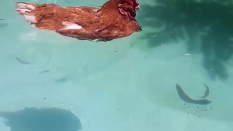 Chicken Relaxing in the Pool