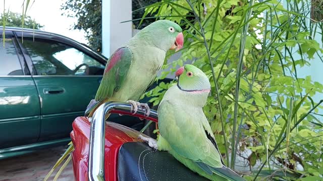 Funny yellow ring parrot 🦜 reaction playing with toy/funny moments with toy/cute animals