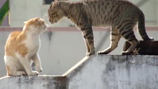 Real cat fight ( watch till the end)💥💥