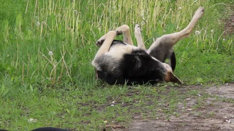 Dog rolling on the ground