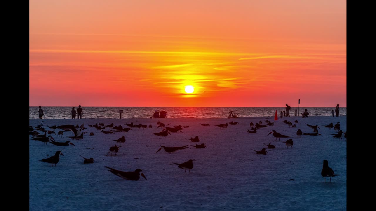 Black Skimmers at Sunset