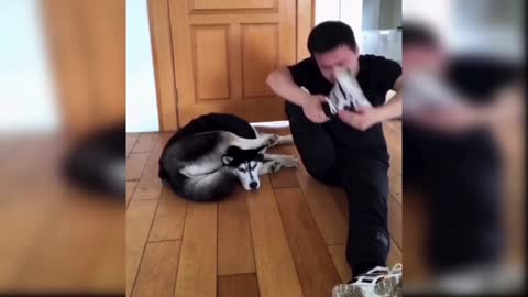 Husky does what man couldn't do