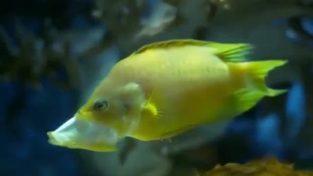 Yellow fish Animals4World
