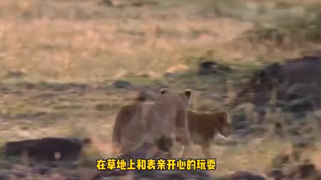 mother lion love