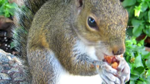 squirrel | squirrels | baby squirrel | squirrel rescue | squirrel videos | funny squirrel