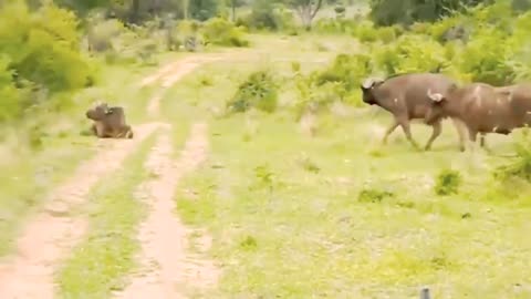 Wild Animals Attacking Visitors