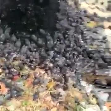 5G damage in Indonesia.