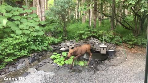 Baby Moose Compilation