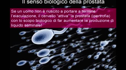 Prostata: funzione e senso biologico della ghiandola più colpita dal tumore