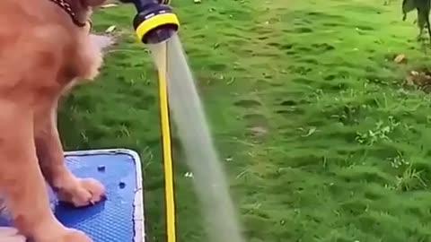 Stupid pet