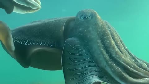 The giant cuttlefish annual aggregation in the waters around Whyalla are an absolute marvel!