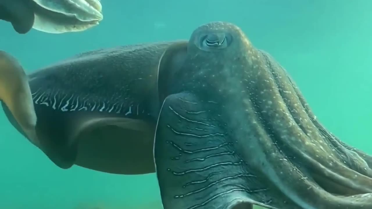 The giant cuttlefish annual aggregation in the waters around Whyalla are an absolute marvel!