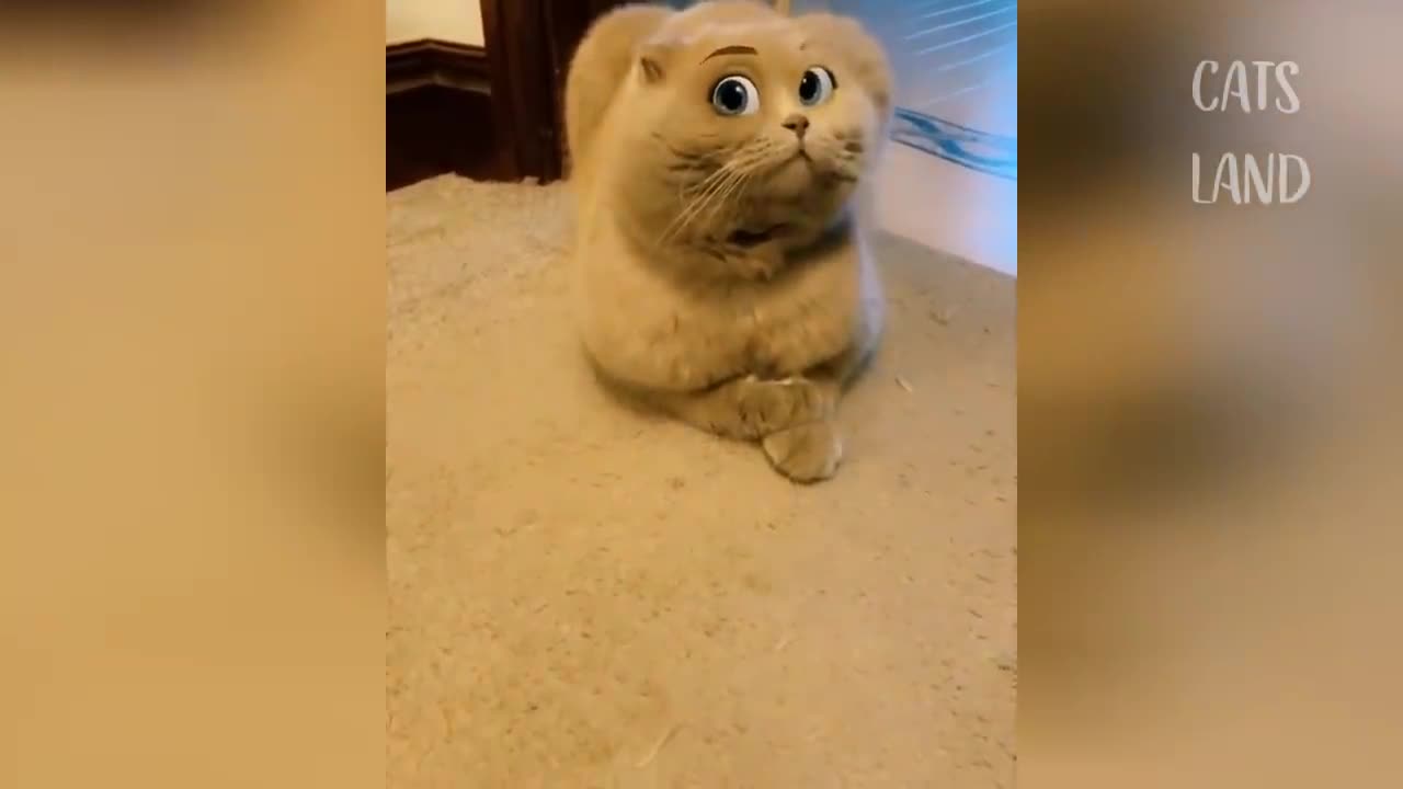 Funniest Cat Caught on Action