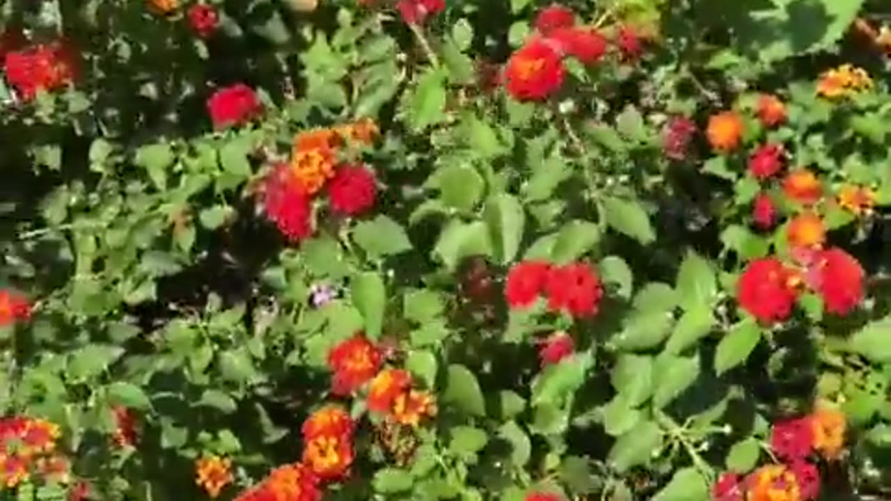 The size of bees this year..