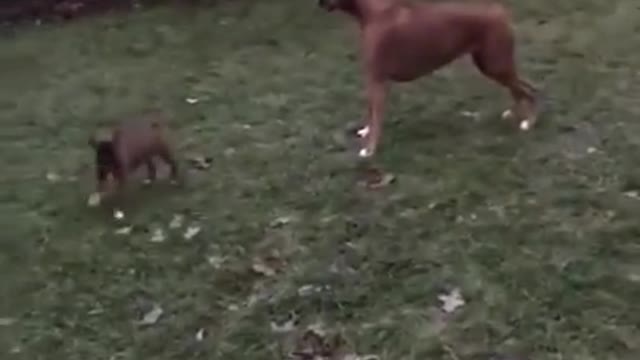 Puppy meeting his big sister!