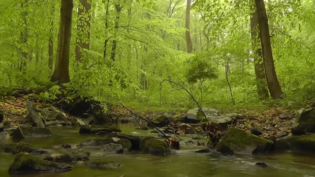 Relaxing nature sound plus Music for Stress Relief Calm Music for Meditation, Sleep, Relax