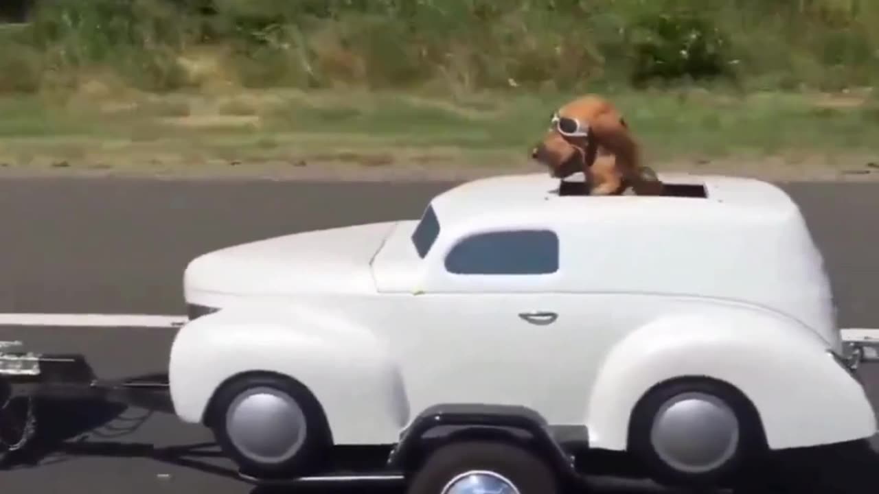 Dog in a Car-Cabin on a Bike—This Pup’s Ride Is Next Level! 🚴‍♂️🐶