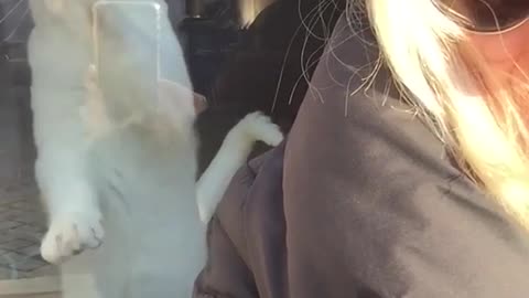 White cat scratches at window for owner