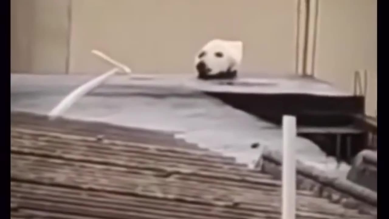 Funny video 😝😝