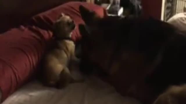 Perros participan en una épica pelea por los derechos sobre la cama