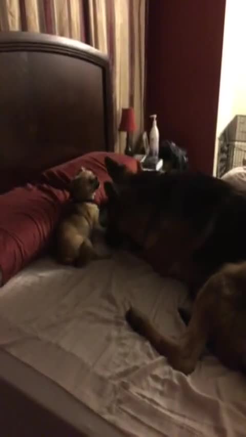 Perros participan en una épica pelea por los derechos sobre la cama