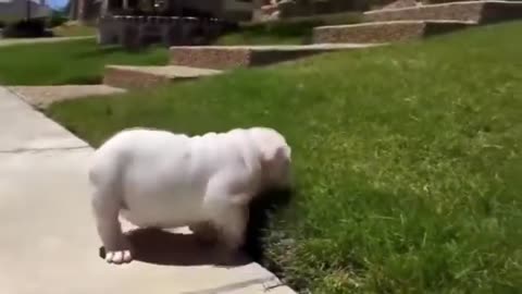 Cute Dogs dogs kids videos dogs videos clip 8126kesh