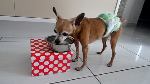 MY 14 AND A HALF YEARS OLD SNOOPY DOG DRINKING WATER.