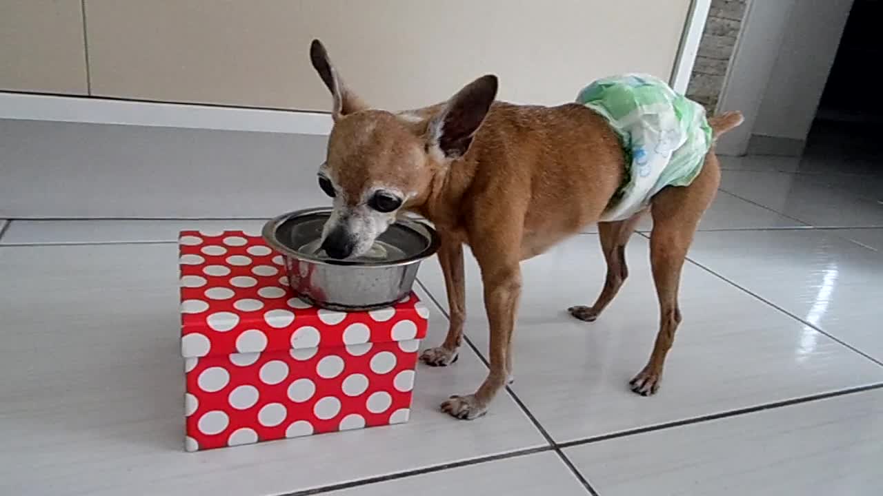 MY 14 AND A HALF YEARS OLD SNOOPY DOG DRINKING WATER.