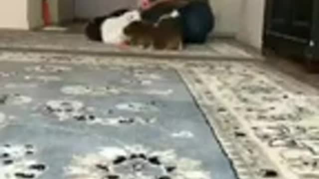 Funny Rabbits cat dog animals videos (1)