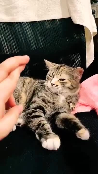 1.beautiful cat ☺☺