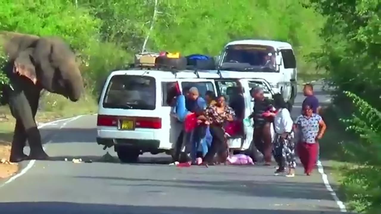 Elephant attack at omini van in india , Kerala