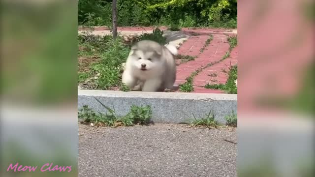 Baby Alaskan Malamute Cutest and Funniest Moments New Compilation 😍| Try Not To Laugh.