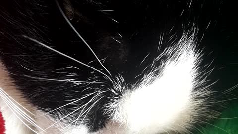Kitty purring
