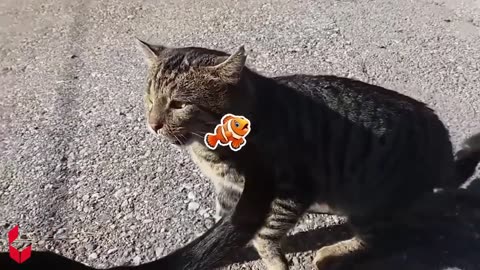 Funniest Cats And Dogs Videos - Wolfoo In Real Life 😁 Best Funny Animal Videos 2024