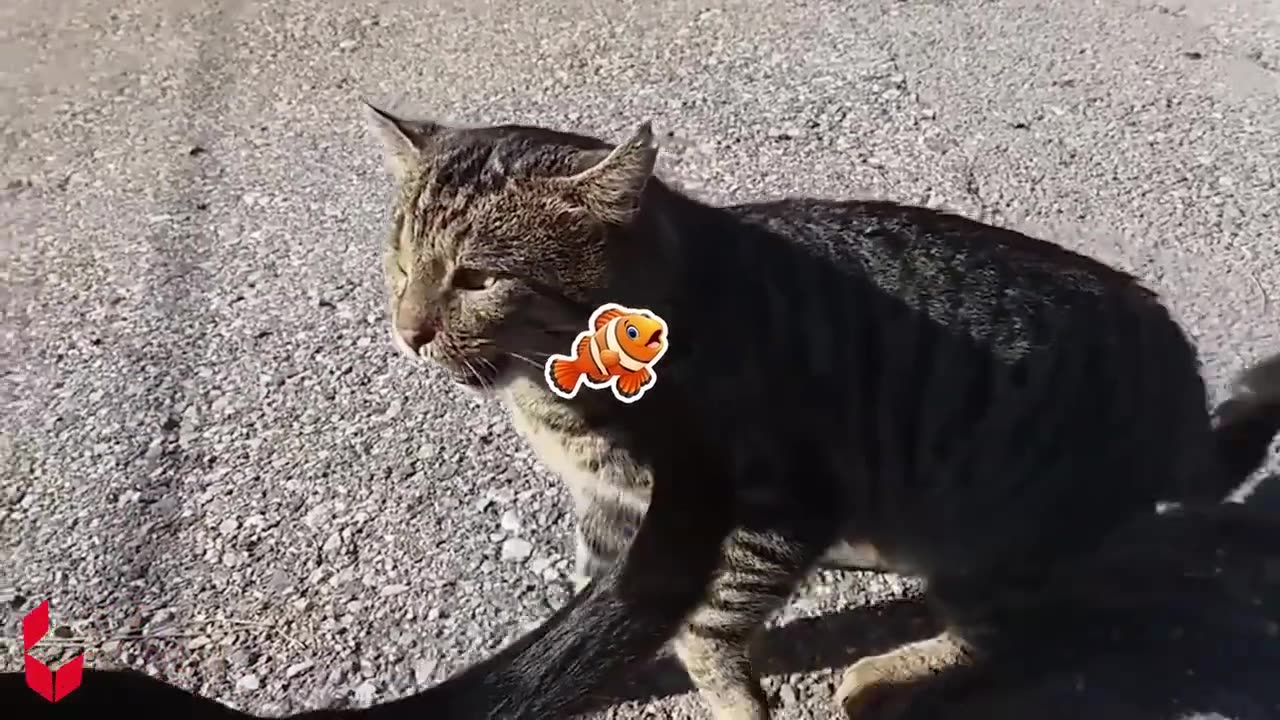 Funniest Cats And Dogs Videos - Wolfoo In Real Life 😁 Best Funny Animal Videos 2024