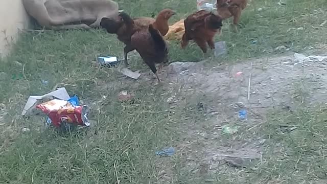 Funny animals videos