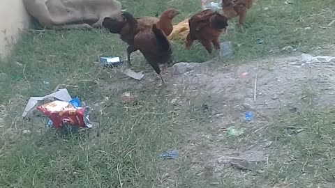 Funny animals videos