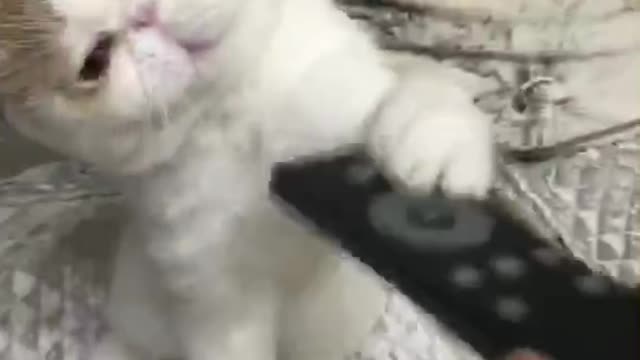 Cat fighting with remote control