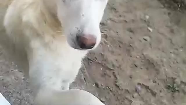 How i teach the dog to korean! Very smart dog!