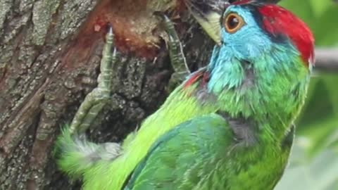 Blue Throated Barbet