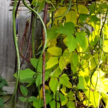 In my garden - more summer Vegetables