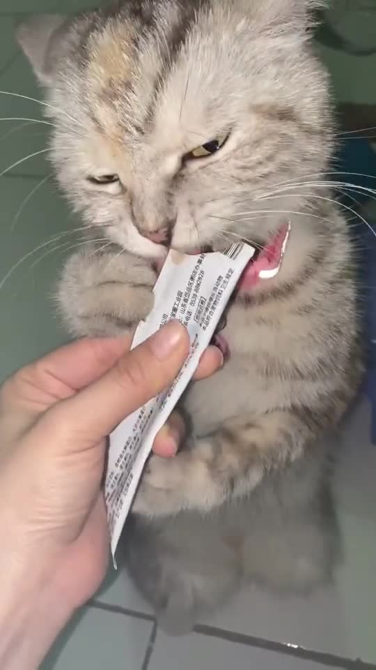 a cute cat, do you think it's beautiful