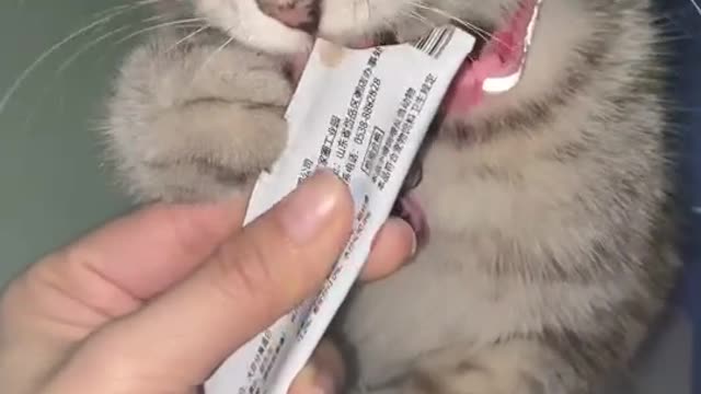 a cute cat, do you think it's beautiful