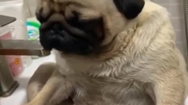 Dog funny video