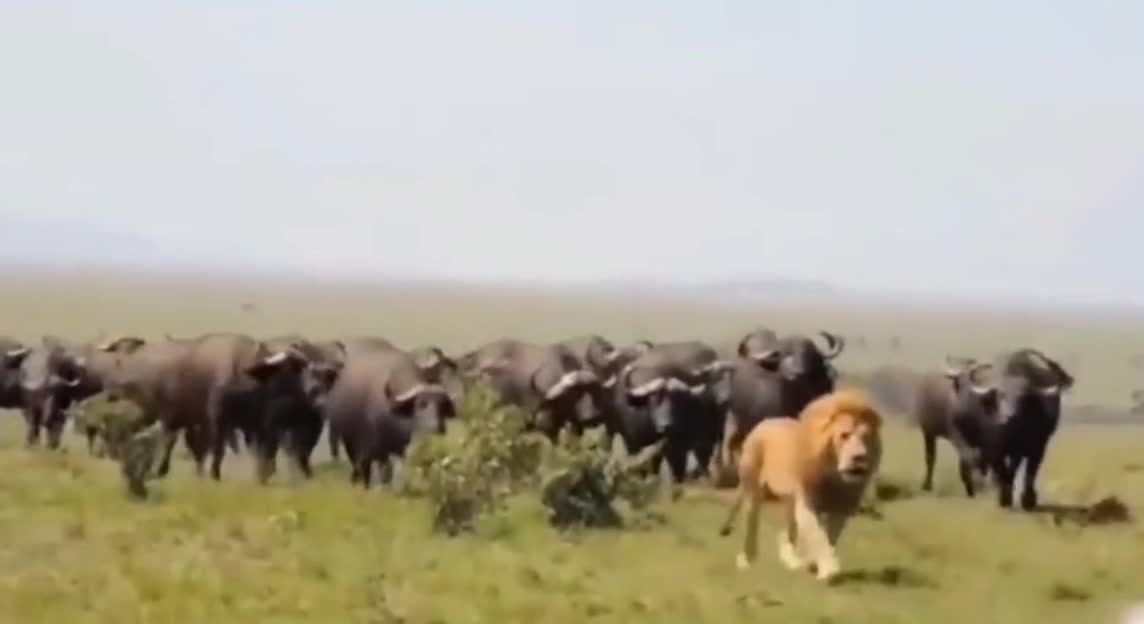 respect for the king