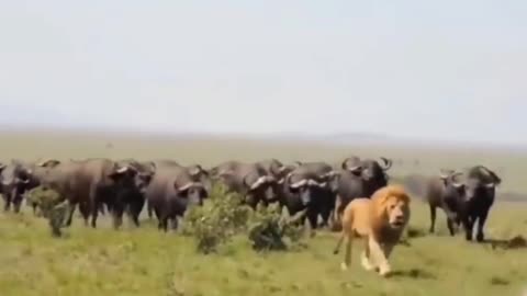 respect for the king