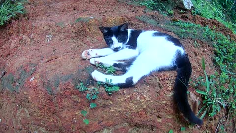 Cat | Young Cats | #ShortVideo