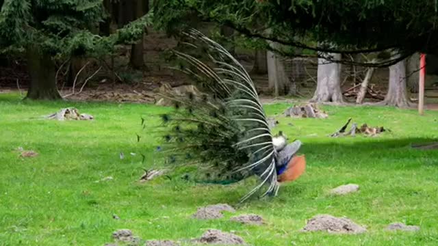 Footage Of Peacock Walking Slowly And spread his feathers