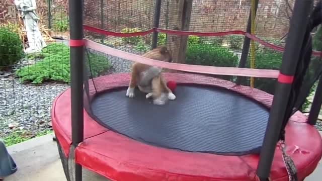 Dog Jumps Around On Trampoline